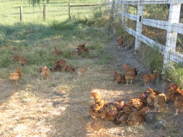 Local, heritage chicken raised on pastures.